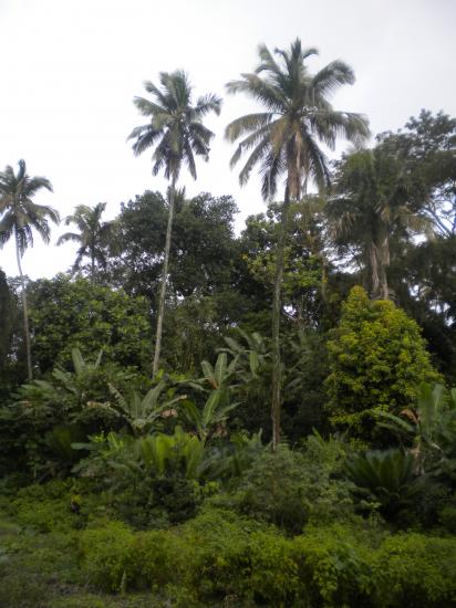 Forêt à Djoumoichongo