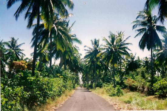 Cocoteraie au nord de Grande Comore